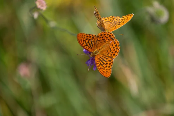 Light Brown Butterfly Blooming Flower — Stock Photo, Image