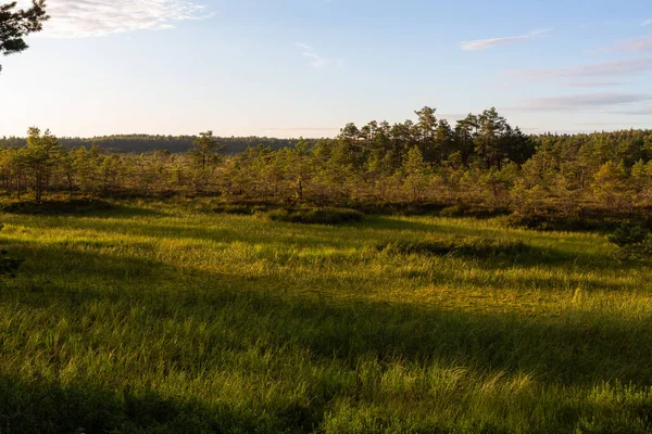 Bosque Verde Campo Durante Atardecer Verano — Foto de Stock