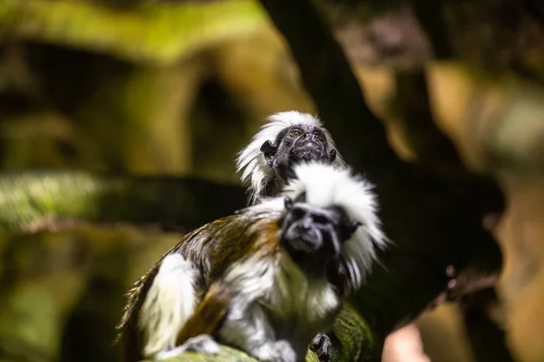 Macacos Tamarin Top Algodão Bonito Sentado Galho Árvore — Fotografia de Stock