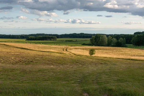 Crop Fields Cloudy Summer Day — Stock Photo, Image