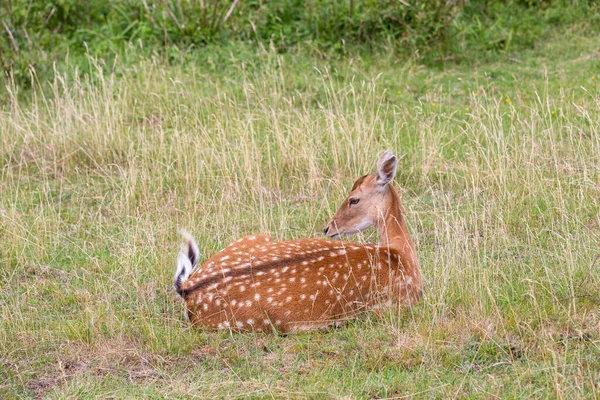 Niedliche Hirsche Liegen Auf Grünem Gras — Stockfoto