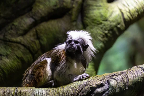Cute Bawełna Top Tamaryna Małpa Siedzi Gałęzi Drzewa — Zdjęcie stockowe