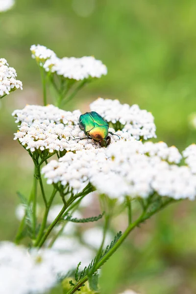 白い花に緑のカブトムシ — ストック写真