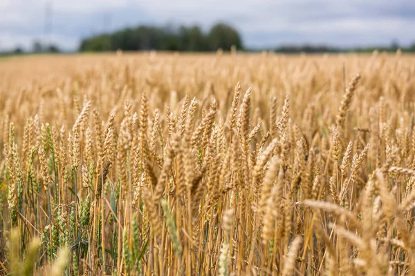 Сільськогосподарські Поля Стиглою Пшеницею — стокове фото