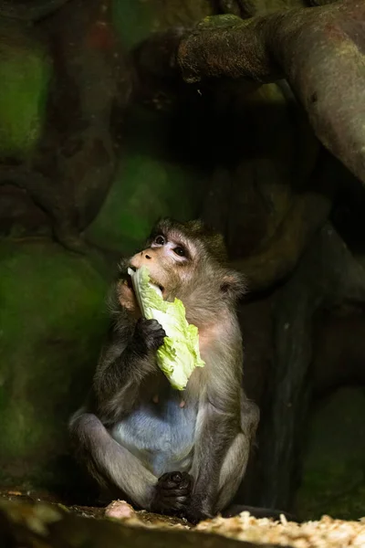 Χαριτωμένη Μαϊμουδίτσα Κάθεται Στο Κλαδί Του Δέντρου Και Τρώει Πράσινο — Φωτογραφία Αρχείου