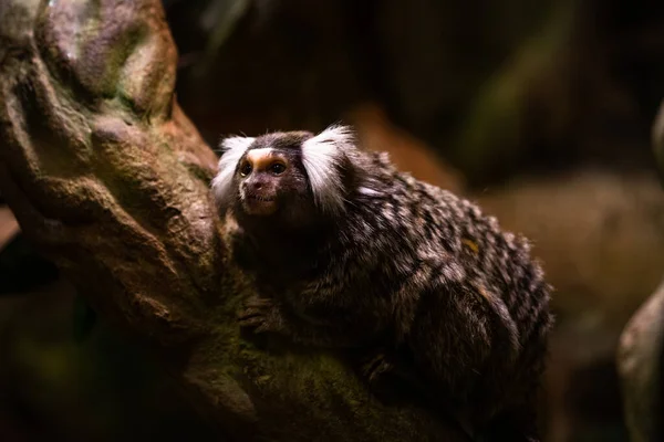 Söt Liten Capuchin Apa Sitter Trädgren — Stockfoto