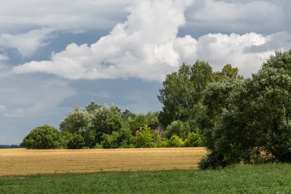 Gröna Och Gyllene Jordbruksfält Med Moget Vete — Stockfoto