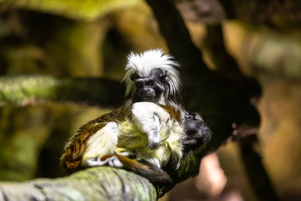 Aranyos Pamut Top Tamarin Majmok Faágon — Stock Fotó