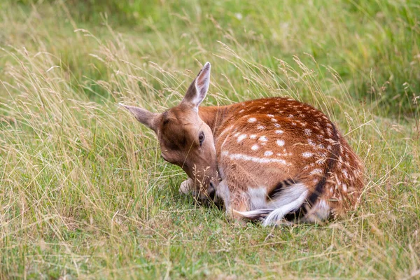 小鹿躺在绿草上 — 图库照片