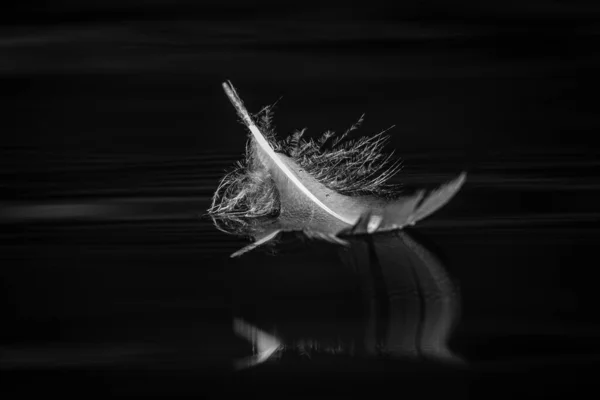 Kuşların Üzerindeki Tüylerinin Siyah Beyaz Görüntüsü — Stok fotoğraf
