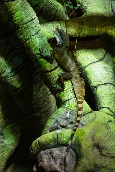 Close Vista Iguana Verde — Fotografia de Stock
