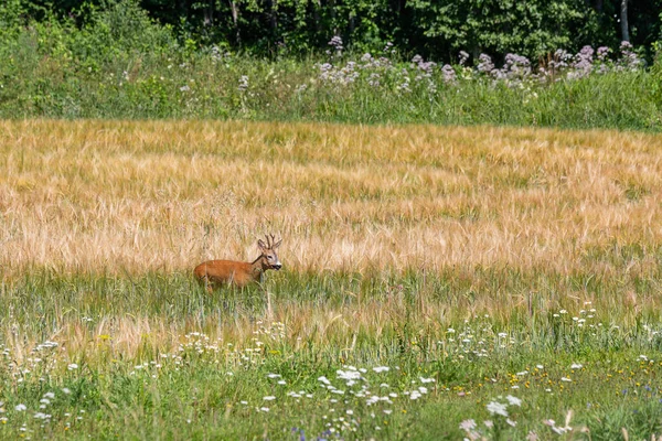 Wild Deer Standing Green Grass — Stock Photo, Image
