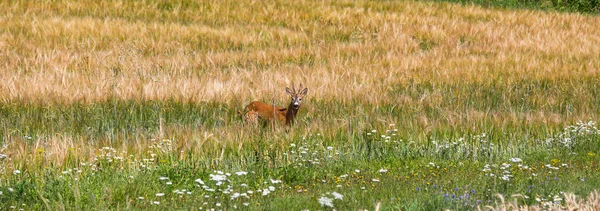 Rehe Stehen Auf Grünem Gras — Stockfoto