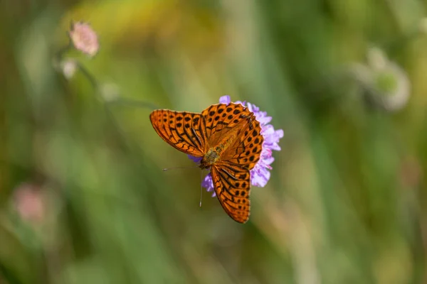 Farfalla Marrone Chiaro Sul Fiore Fiore — Foto Stock