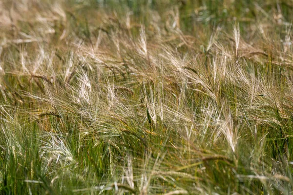 Spannmålsöron Sommaren Närbild — Stockfoto