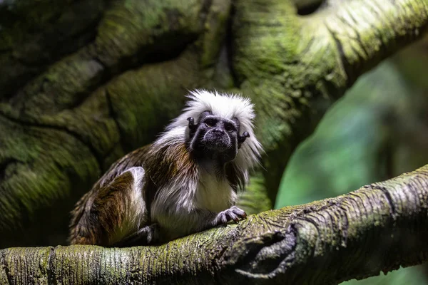 Macaco Tamarin Algodão Bonito Sentado Galho Árvore — Fotografia de Stock