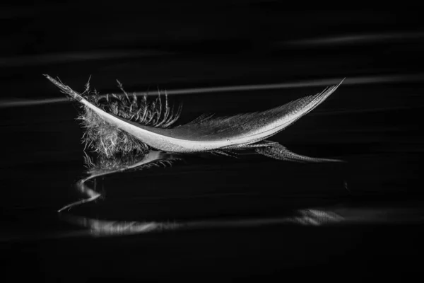 Black and white image of birds feather on water