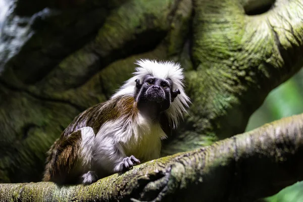 Macaco Tamarin Algodão Bonito Sentado Galho Árvore — Fotografia de Stock