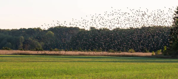 Flock Fåglar Som Flyger Himlen — Stockfoto