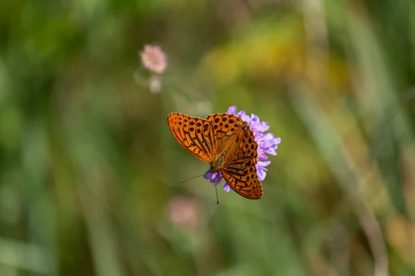 Farfalla Marrone Chiaro Sul Fiore Fiore — Foto Stock