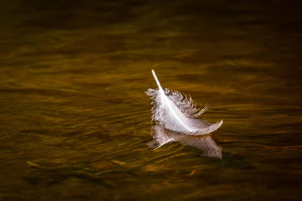 Plumas Aves Agua Con Reflejos —  Fotos de Stock