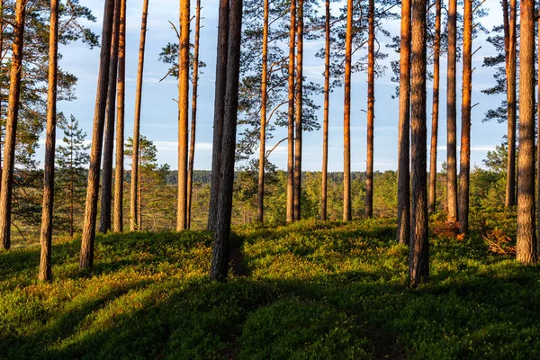 Pine Forest Shadows Warm Summer Evening — Stock Photo, Image