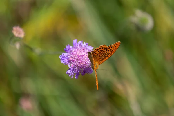 Jasnobrązowy Motyl Kwitnącym Kwiatku — Zdjęcie stockowe