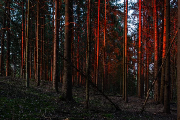 Las Sosnowy Cieniami Ciepły Letni Wieczór — Zdjęcie stockowe