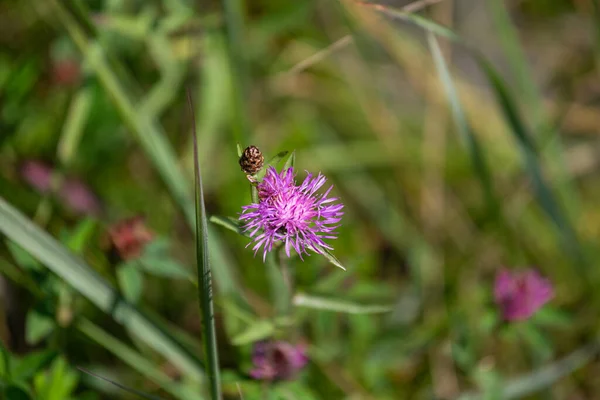 Purple Meadow Flowers Summertime — Stock Photo, Image