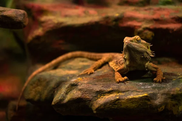 Vista Perto Iguana Terrário — Fotografia de Stock