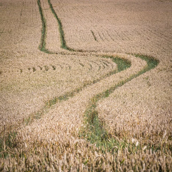 Campo Agrícola Com Trigo Maduro Traços Carro — Fotografia de Stock