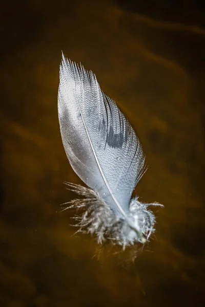 Oiseaux Plumes Dans Eau Avec Des Reflets — Photo