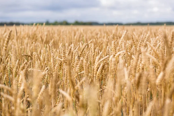 熟した小麦のある農地 — ストック写真