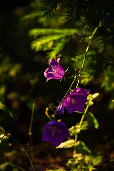 Yaz Mevsiminde Mor Çayır Çiçekleri — Stok fotoğraf