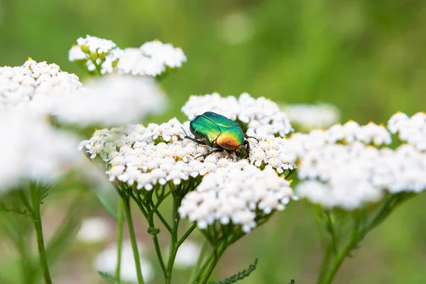 白い花に緑のカブトムシ — ストック写真