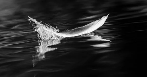 Imagem Preto Branco Penas Pássaros Água — Fotografia de Stock
