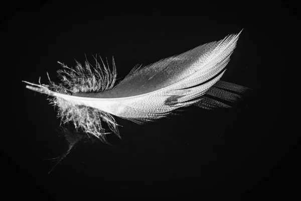 鳥の羽の水に黒と白のイメージ — ストック写真