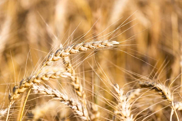 成熟小麦的金色农田 — 图库照片