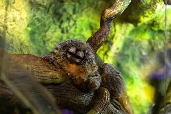 Macaco Marmoset Anão Bonito Galho Árvore — Fotografia de Stock