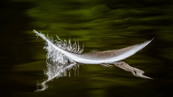Птичье Перо Воде Отражениями — стоковое фото
