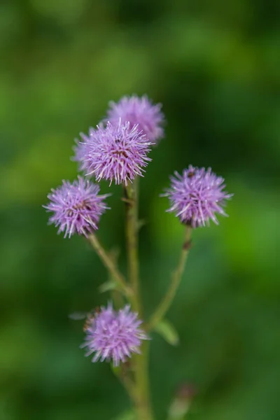 Purple Meadow Flowers Summertime — Stock Photo, Image