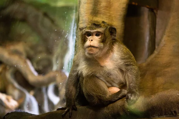 Macaquinho Bonito Sentado Galho Árvore — Fotografia de Stock