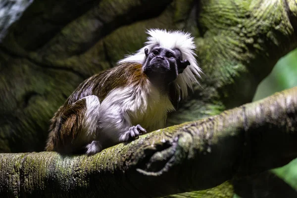 Söt Bomull Topp Tamarin Apa Sitter Trädgren — Stockfoto