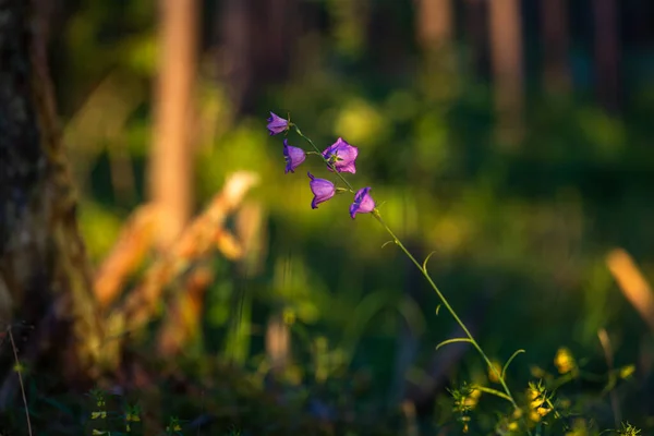 Lila Wiesenblumen Sommer — Stockfoto