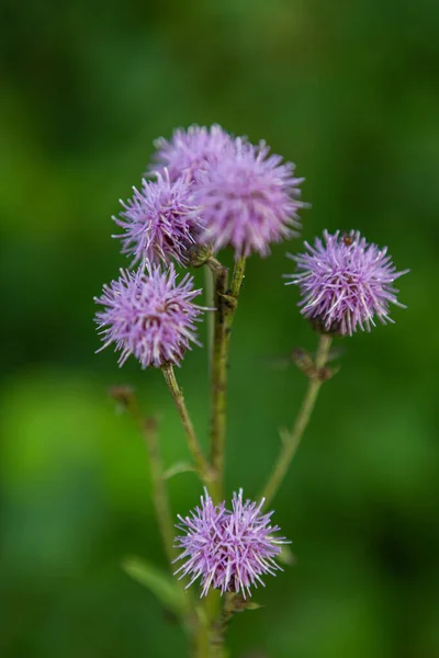 Purple Meadow Flowers Summertime — Stock Photo, Image