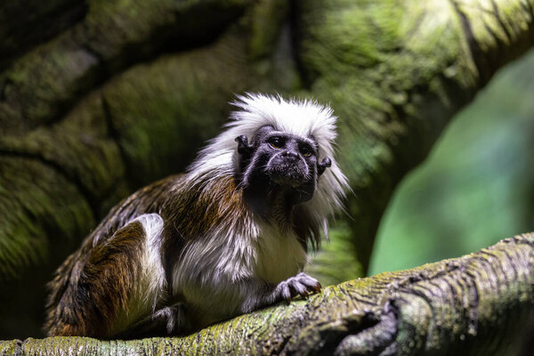 Cute cotton top tamarin monkey sitting on tree branch