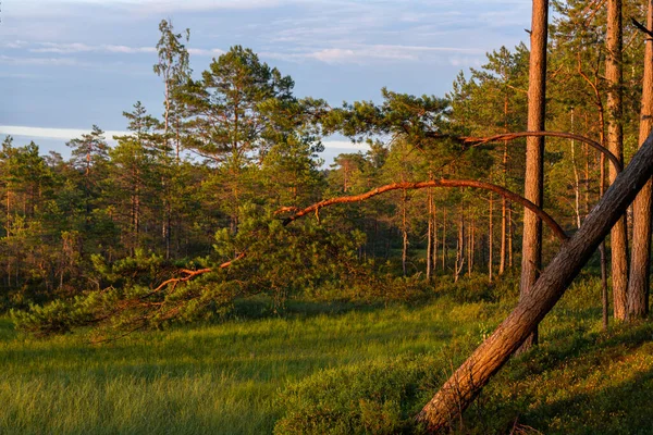 Bosque Pinos Con Sombras Cálida Noche Verano — Foto de Stock