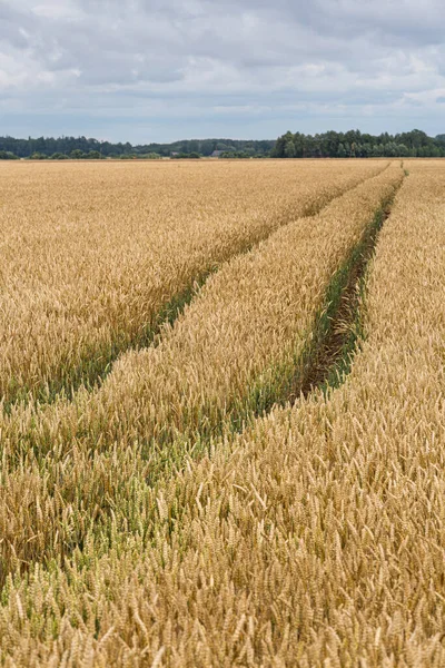 熟した小麦や車の痕跡を持つ農地は — ストック写真