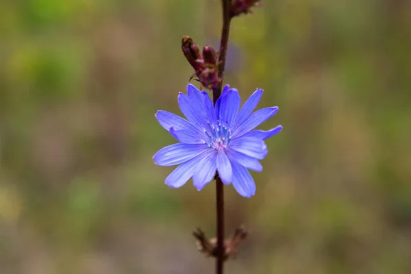 Lato Kolorowe Dzikie Łąki Kwiat — Zdjęcie stockowe