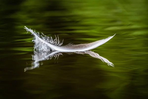 Penas Aves Água Com Reflexos — Fotografia de Stock